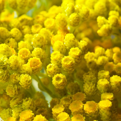 Helichrysum Essential Oil Slovenia 4